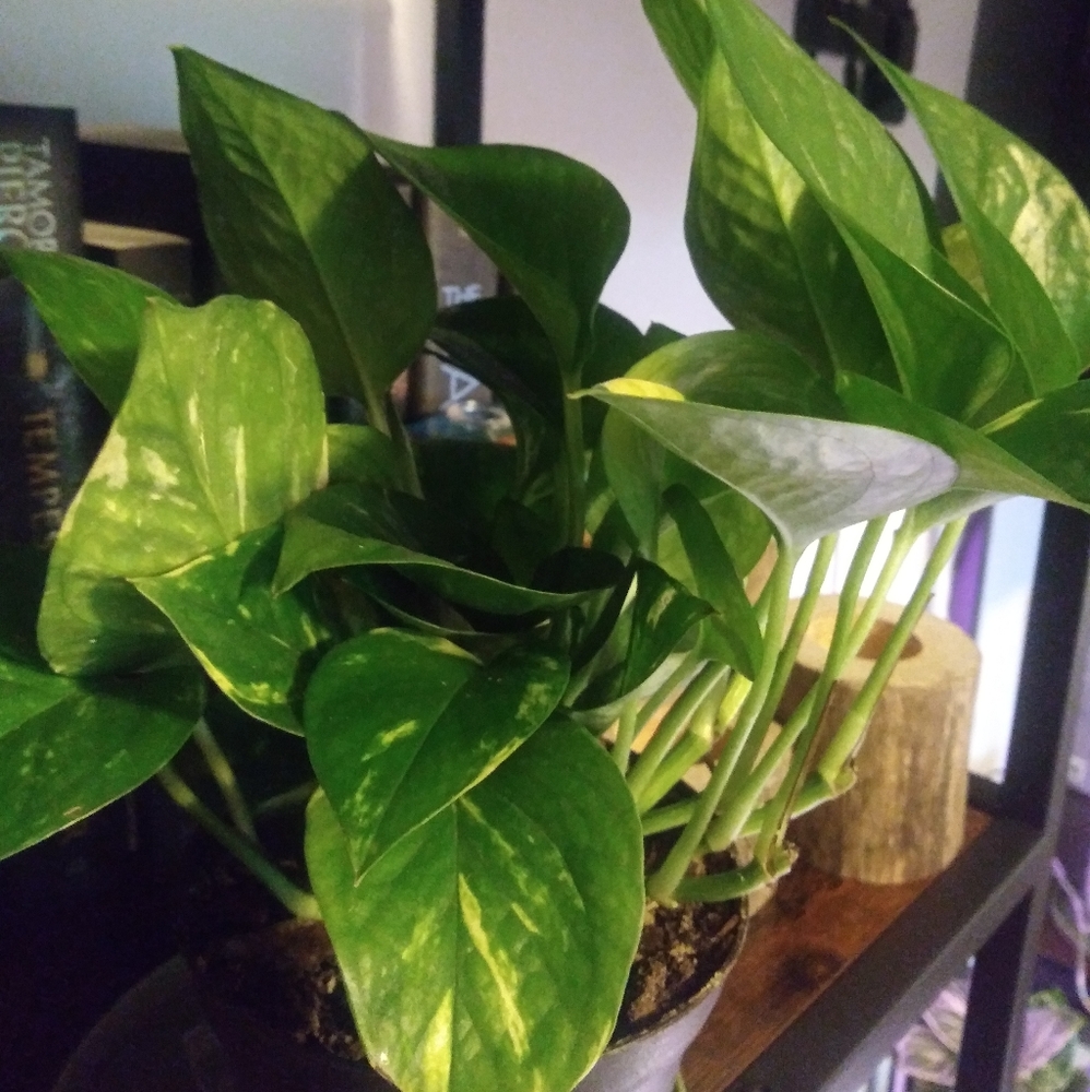 Golden Pothos Cutting
